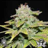 CannaVenture Seeds Sin Diesel